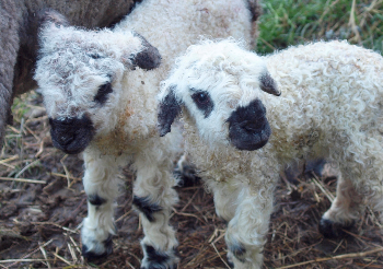 Valais blacknose lambs at Pohatu for sale
